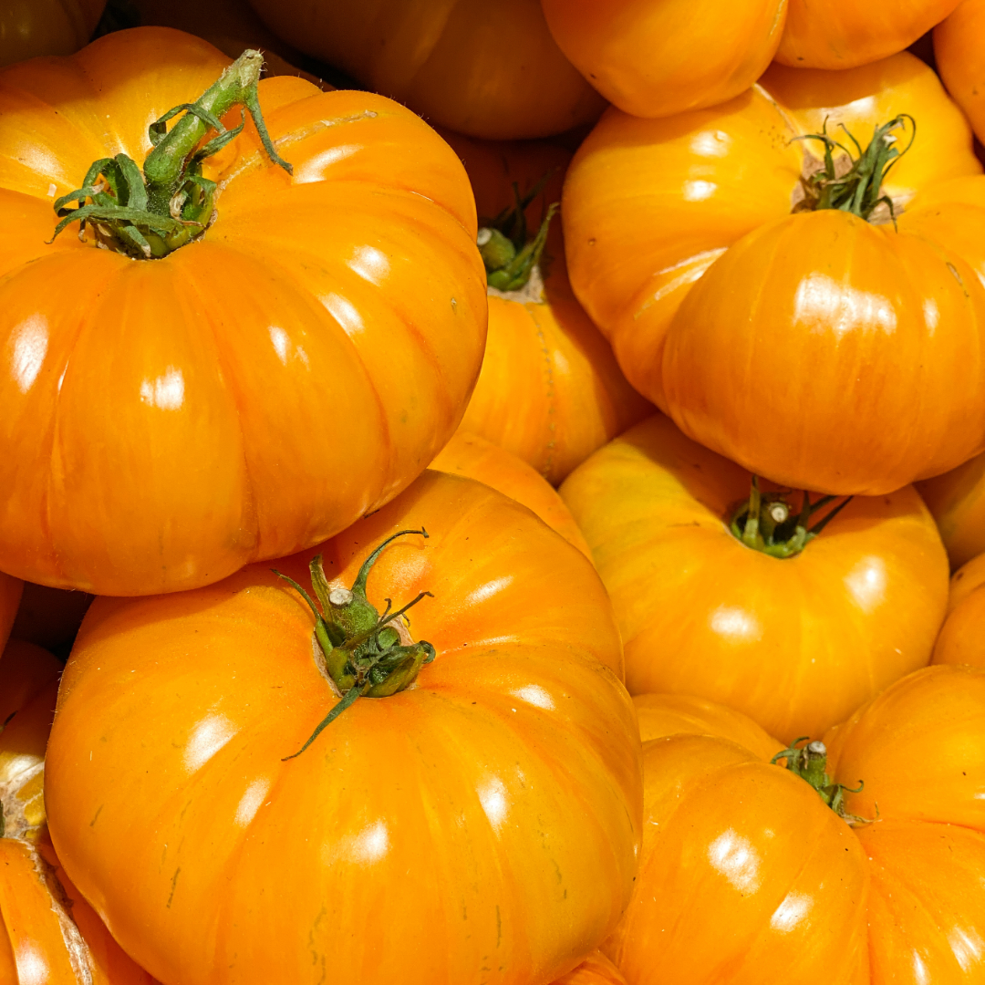 Bifftomat - Gul Brandywine - Kultursort