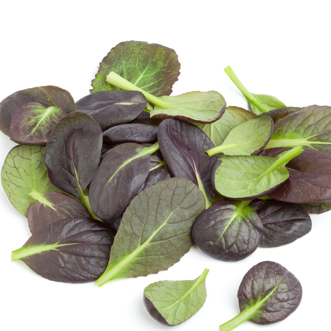 Tatsoi - Japanese Red Leaved