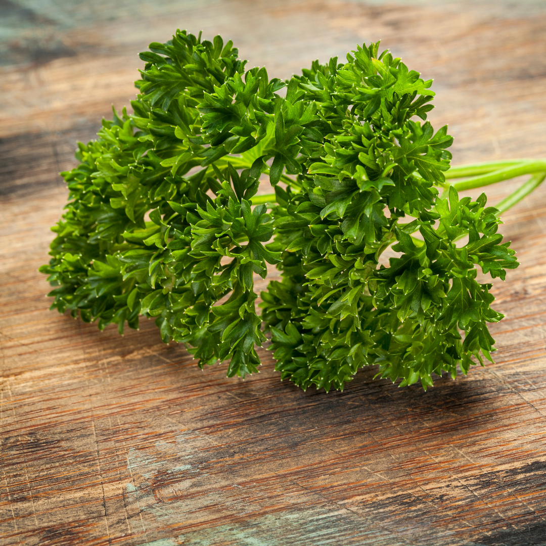 Persilja - Moss Curled 2