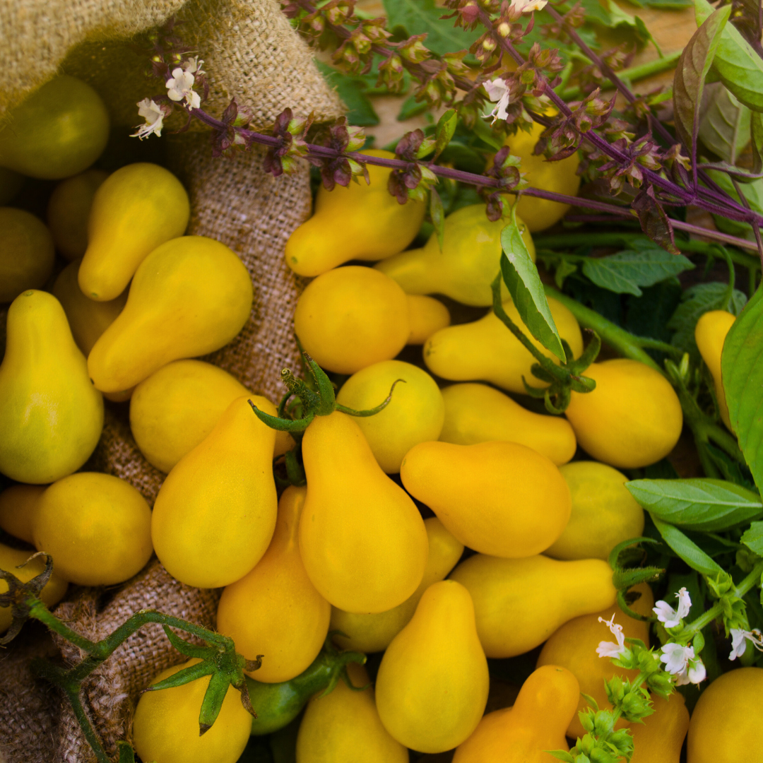 Pärontomat - Yellow Submarine