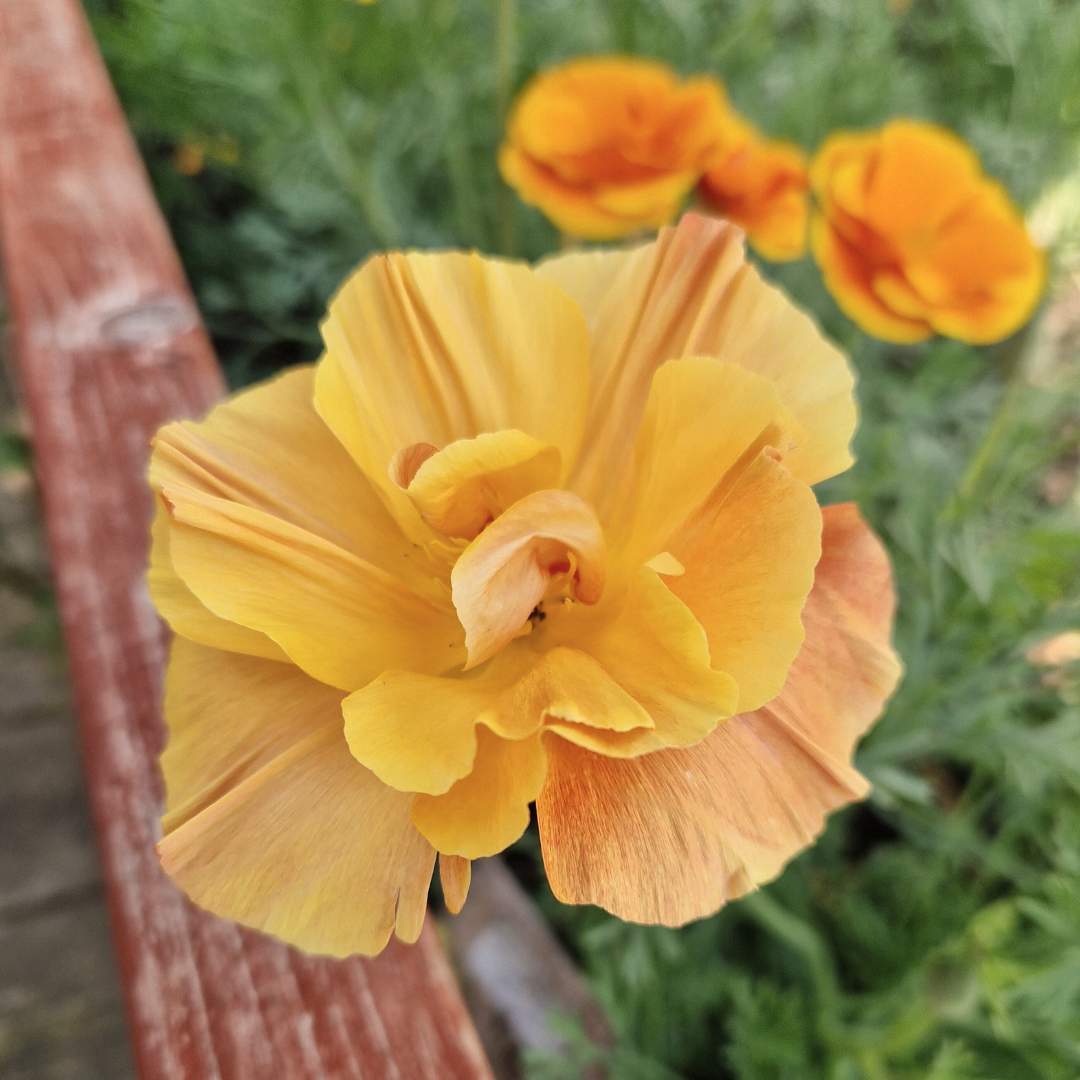 Sömntuta - Apricot