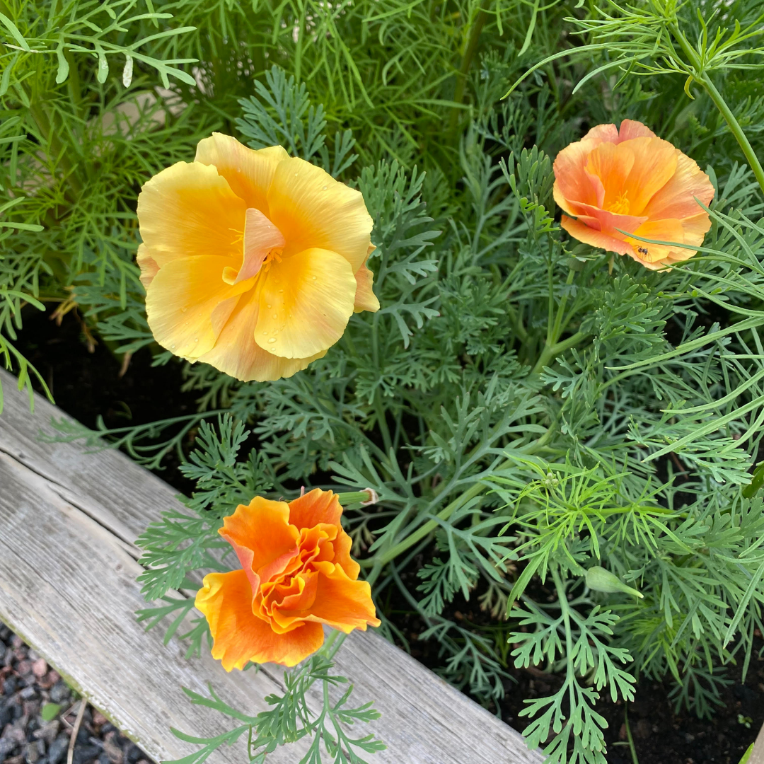 Sömntuta - Apricot - 4