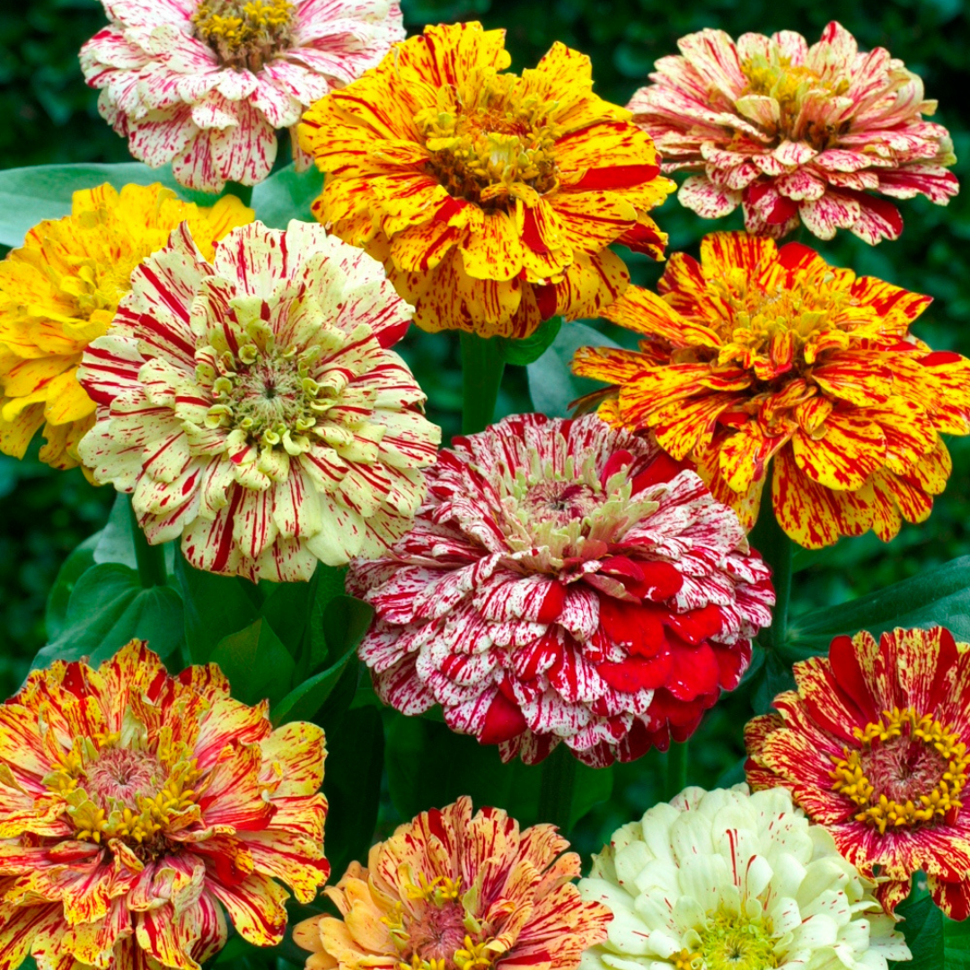 Zinnia - Candy Stripe Mix