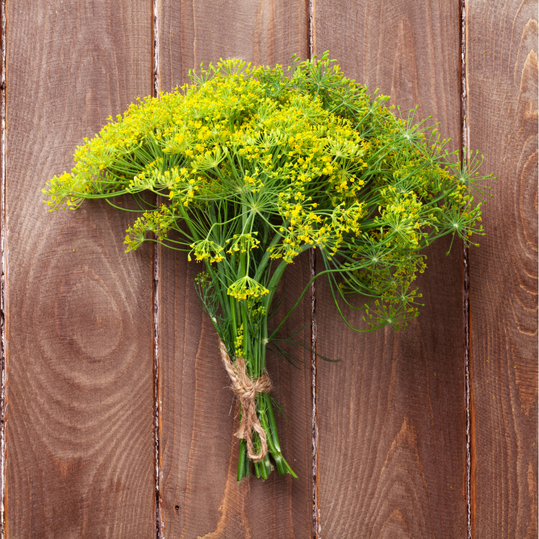 Dill - Bouquet