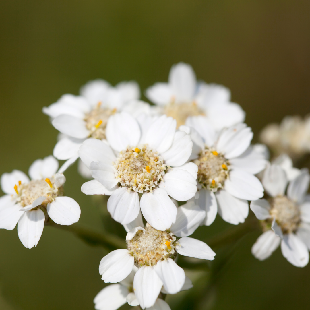 Vitpytta - The Pearl