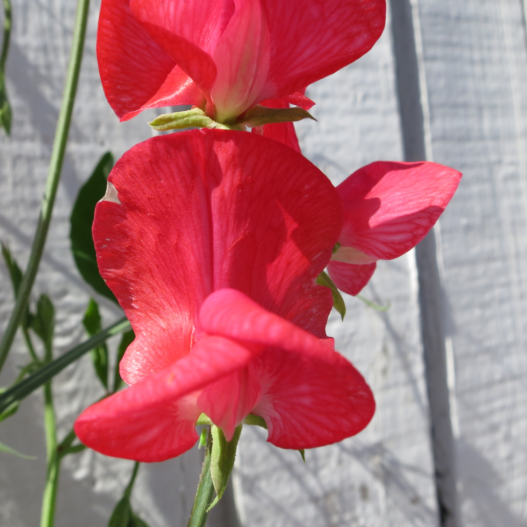 Luktärt - Spencer Red Ensign