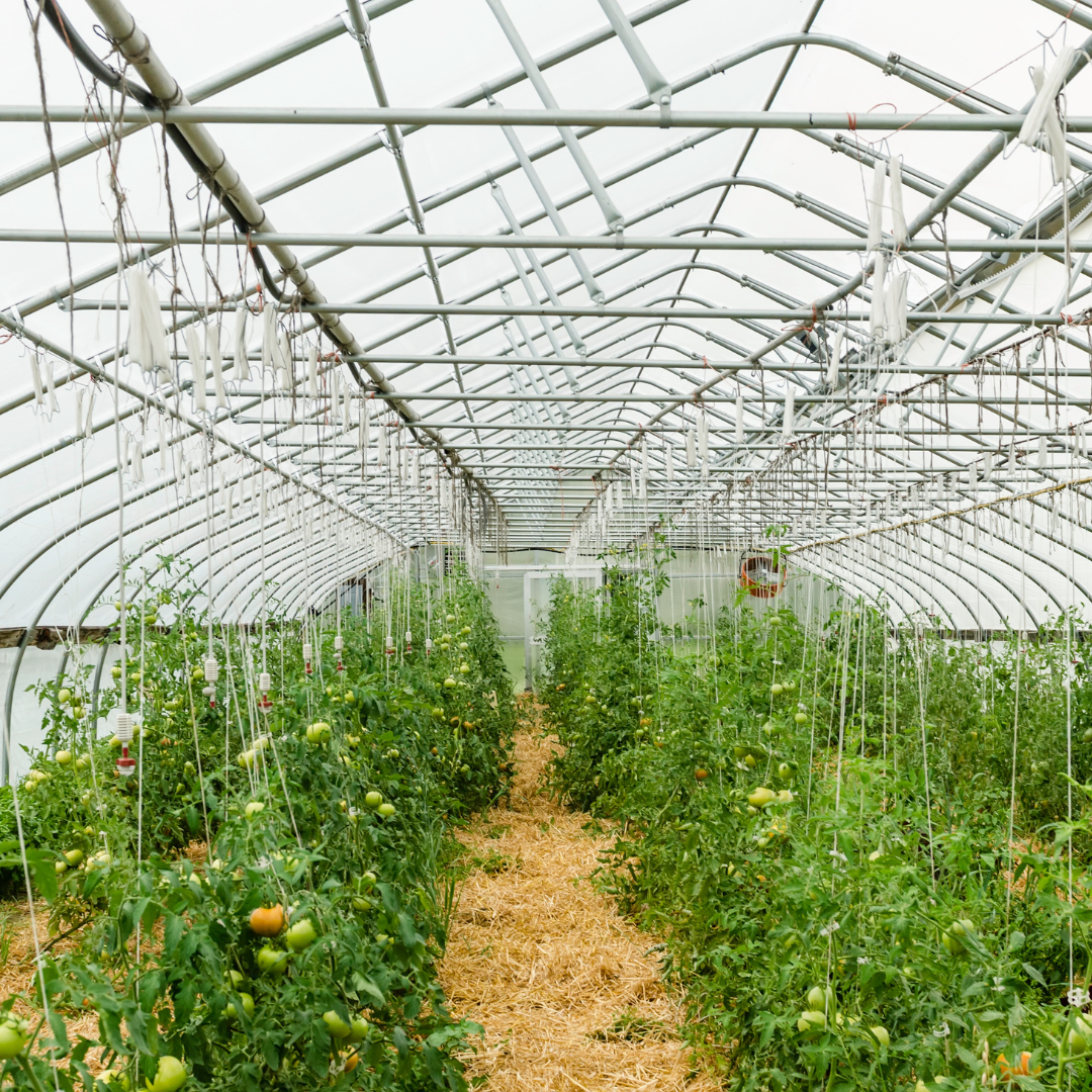 Tomatkrokar för uppbindning av plantor 5-pack