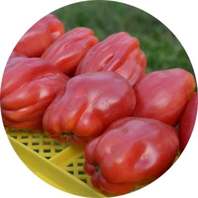 Pärontomat - Fiammante