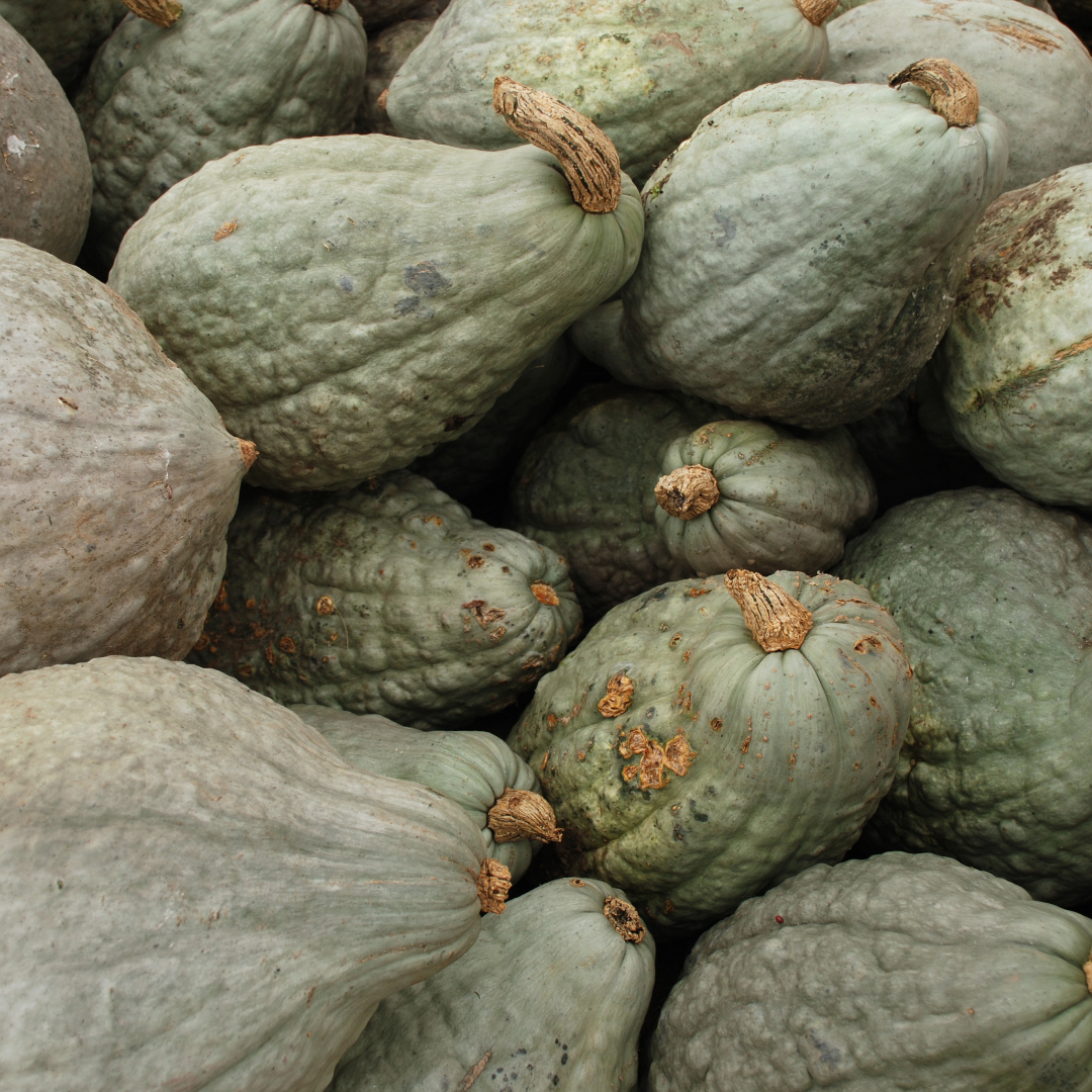 Vintersquash - True Green Hubbard