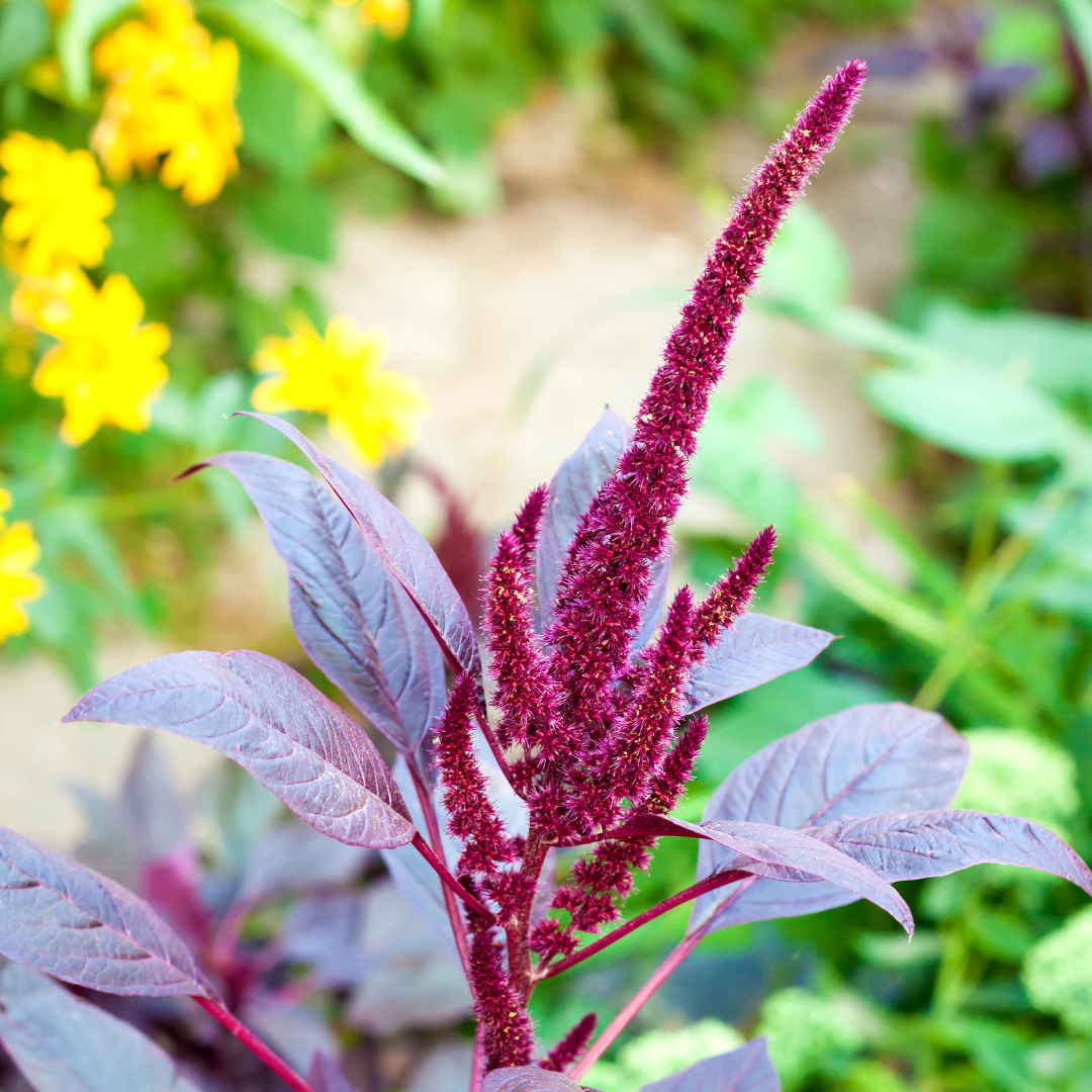 Blodamarant - Velvet Curtains