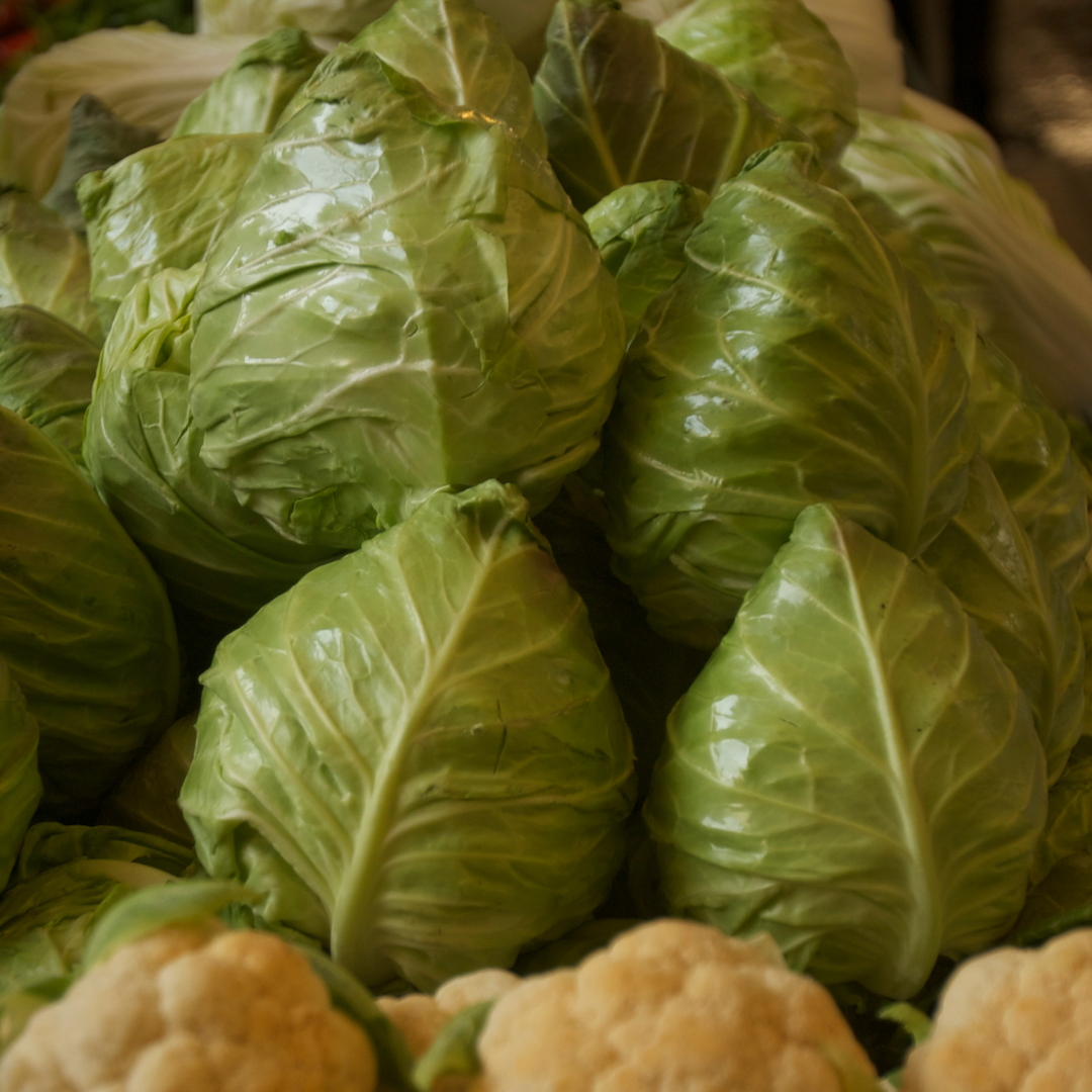 Vitkål - Cour di Bue Grosso - Kultursort