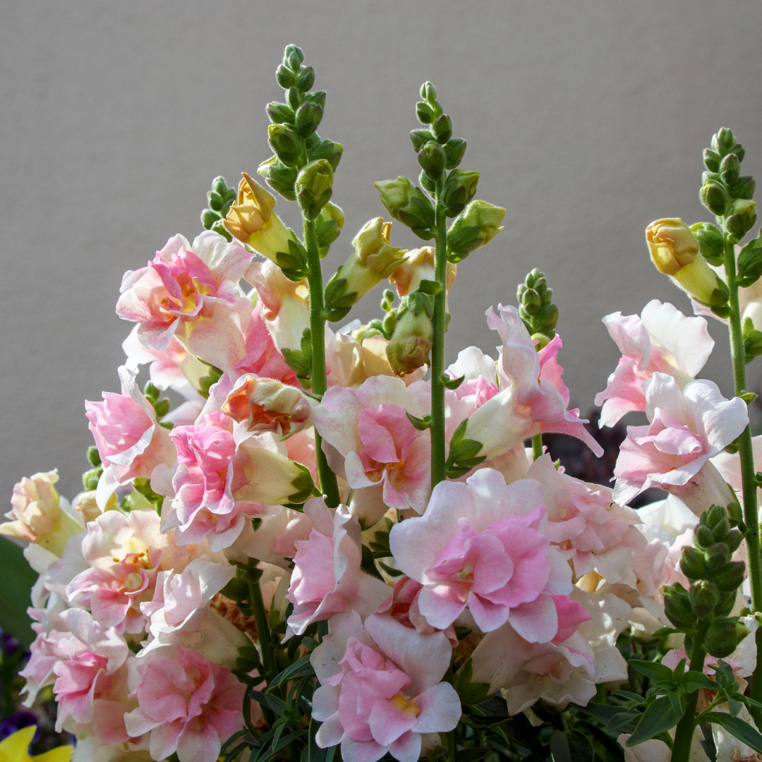 Lejongap - Appleblossom