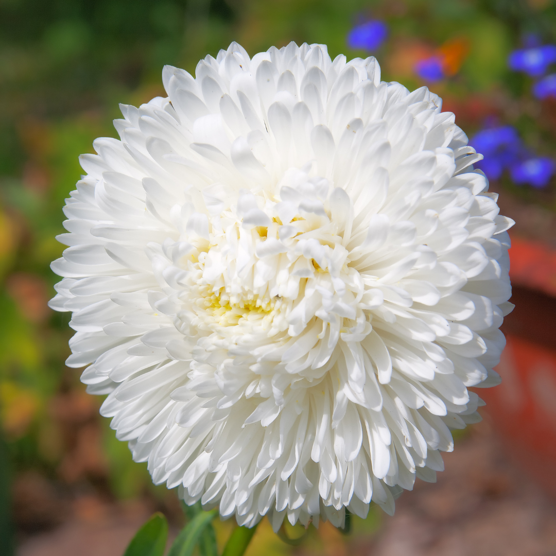 Sommaraster - Tall Bouquet White