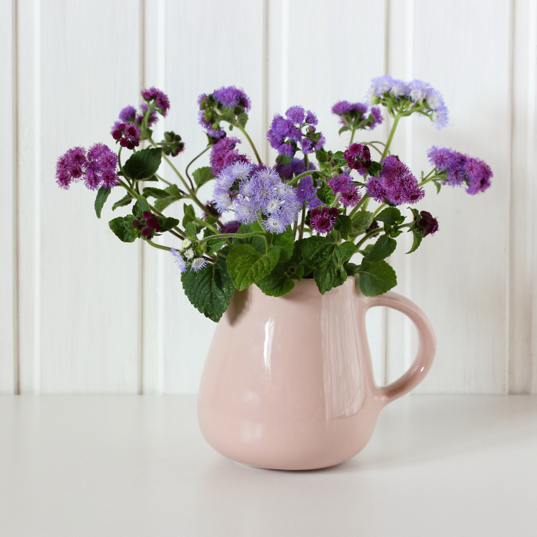 Ageratum - Dwarf Ball Mix