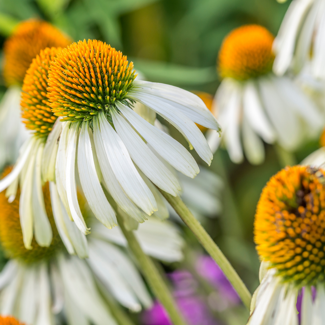 Rudbeckia - White Swan