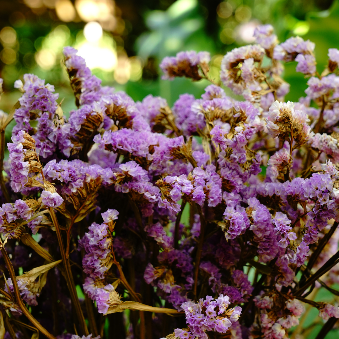 Blårisp - Lilac Lavender