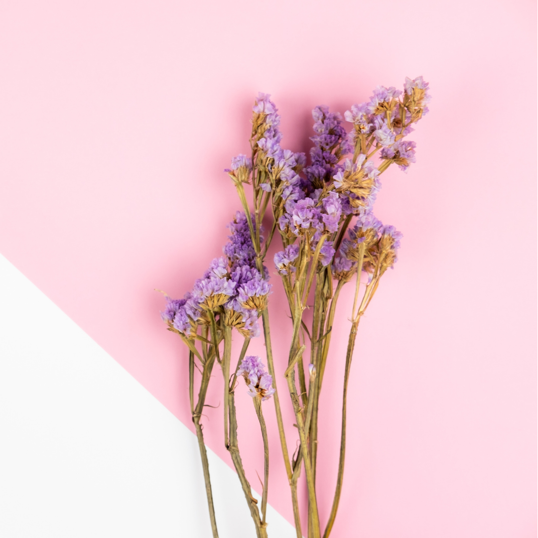 Blårisp - Lilac Lavender