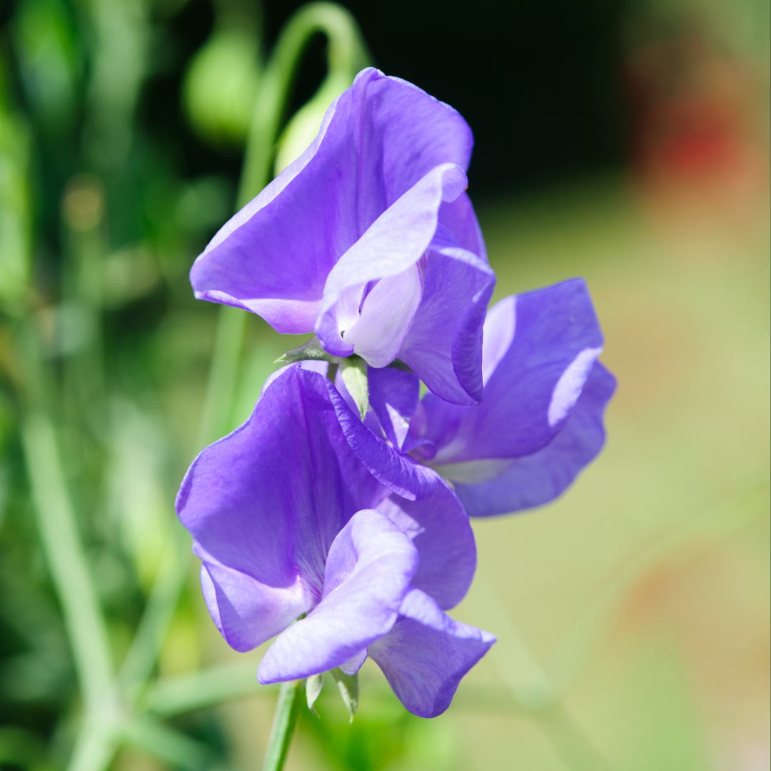 Luktärt - Lady Griesel Hamilton - Lavender