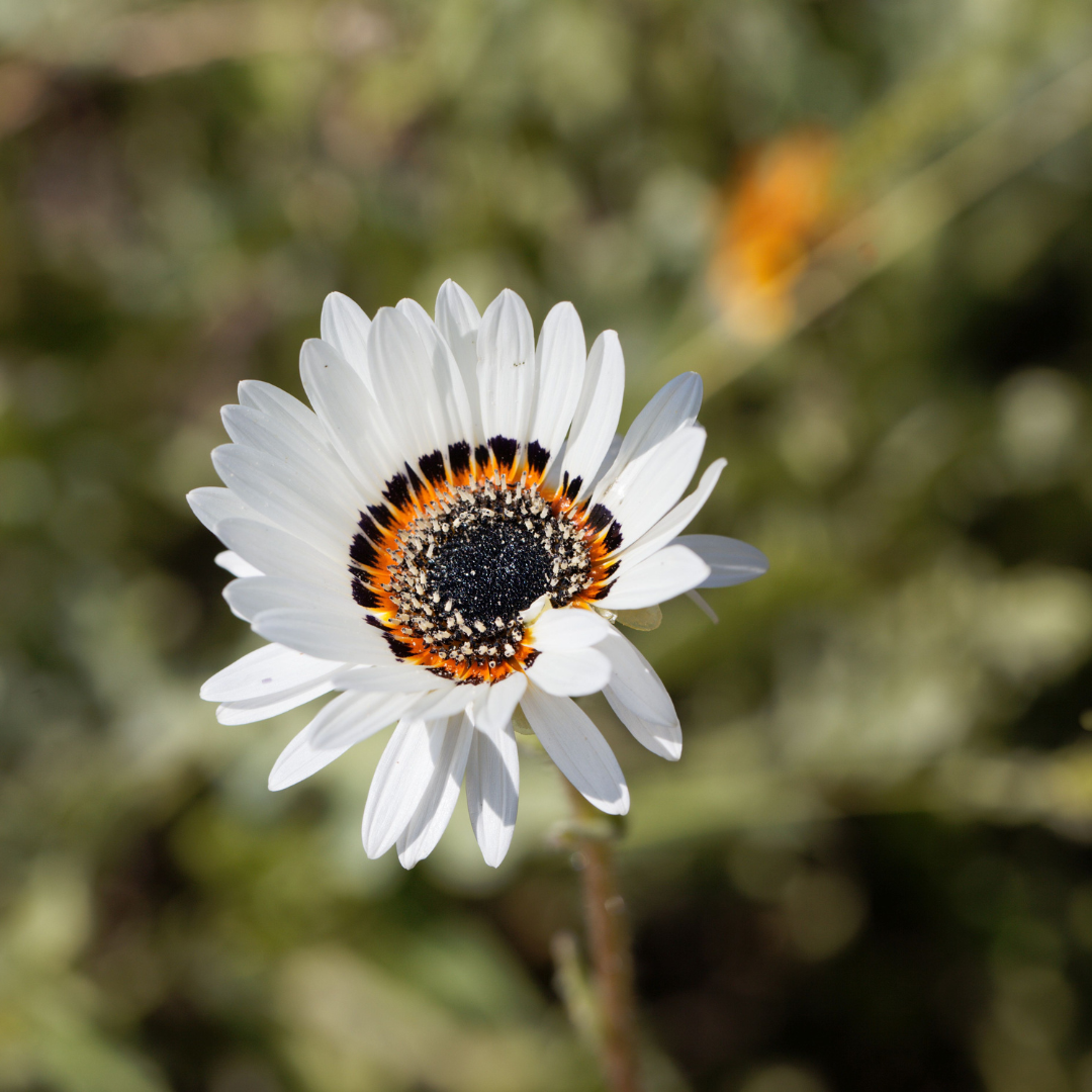Antilopöga - White Daisy