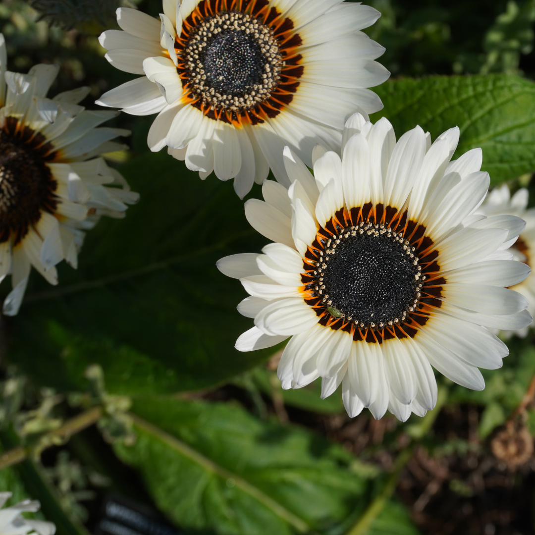 Antilopöga - White Daisy