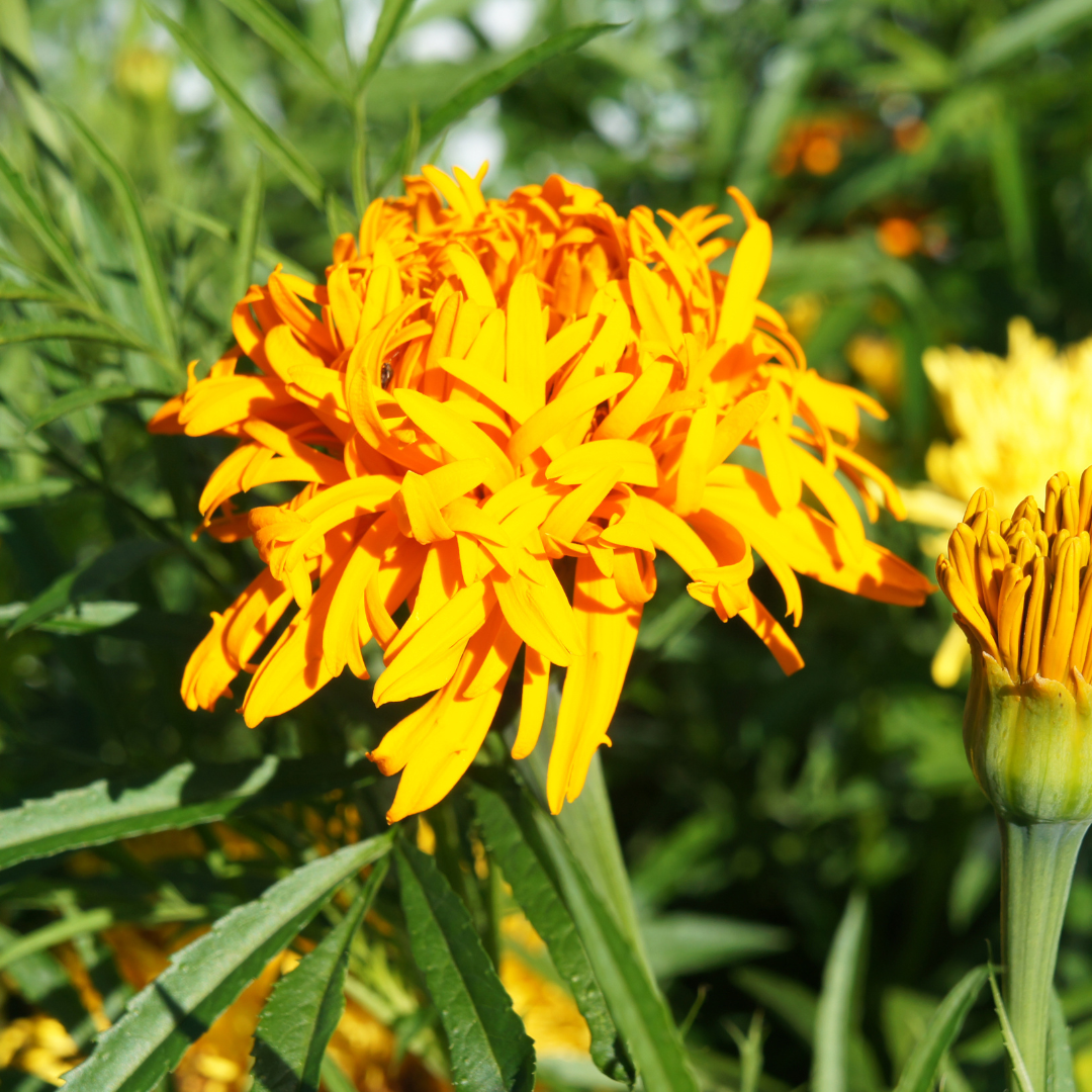 REA! Stor Tagetes - Fantastic Mix - 3