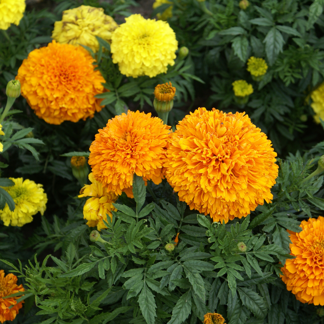REA! Stor Tagetes - Fantastic Mix