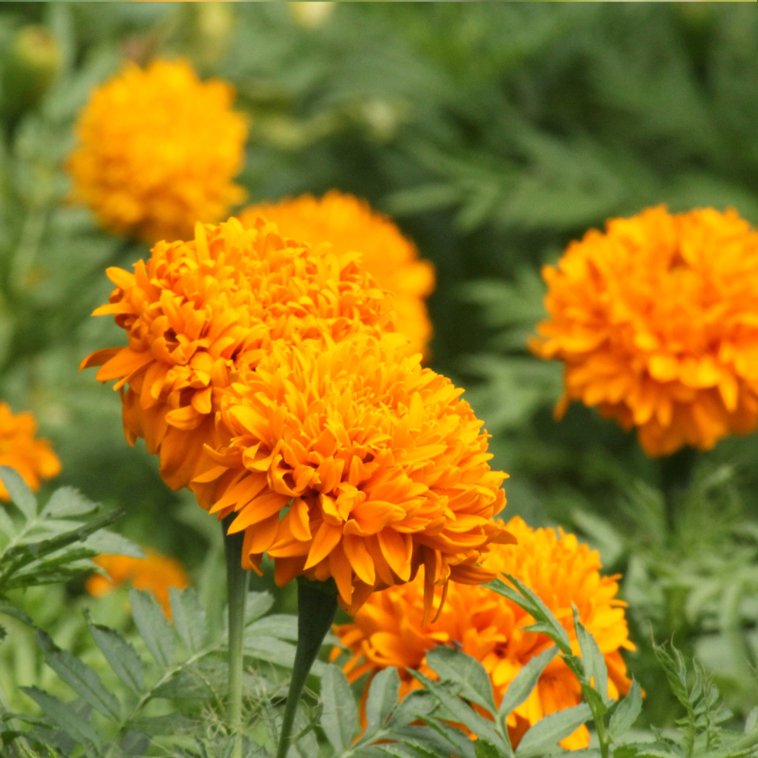 Stor Tagetes - Fantastic Mix