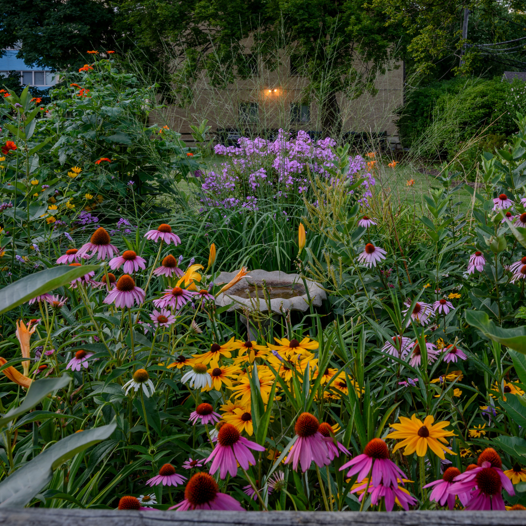 Blomstermix - Perenner