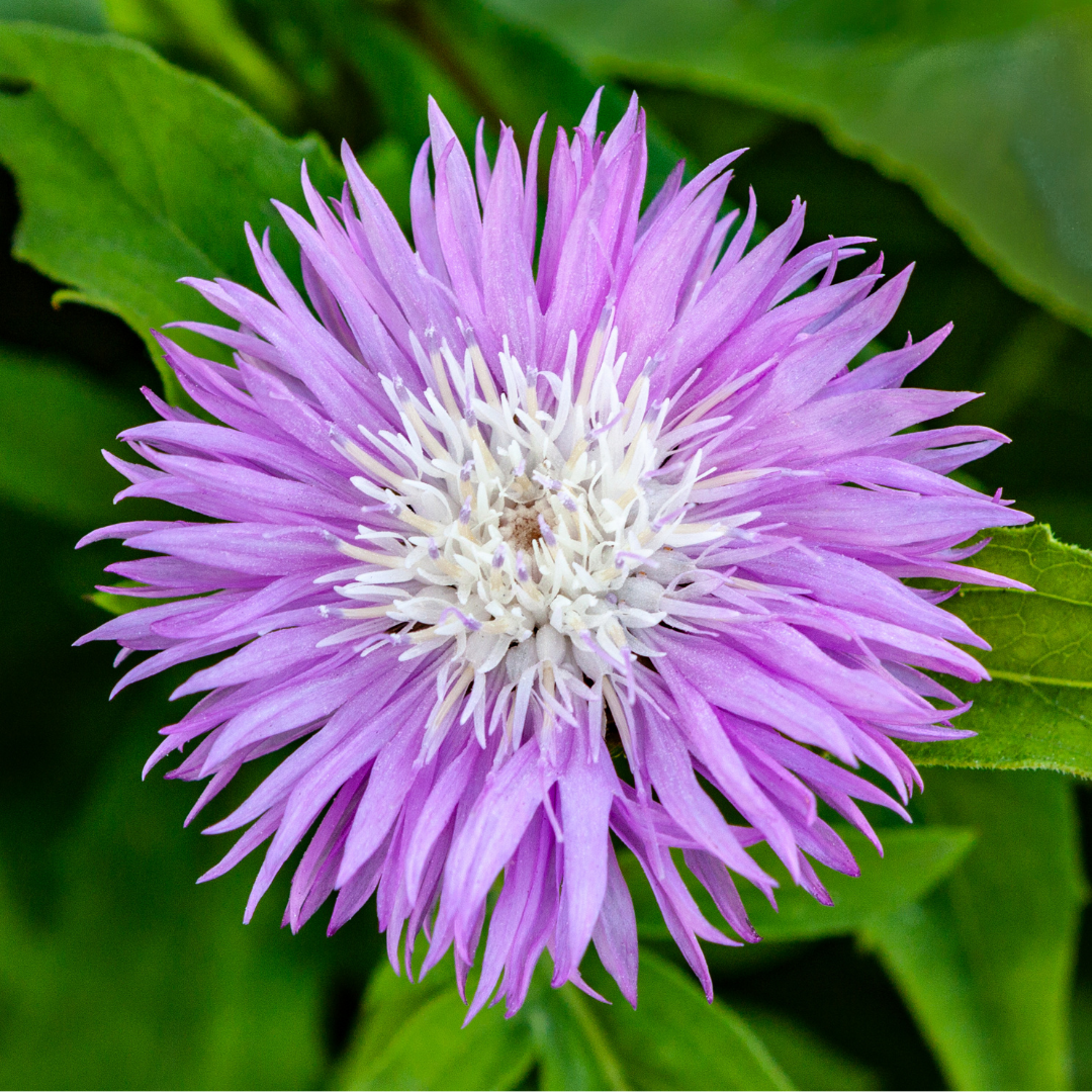 Doftklint - Imperialis Mix - Kultursort