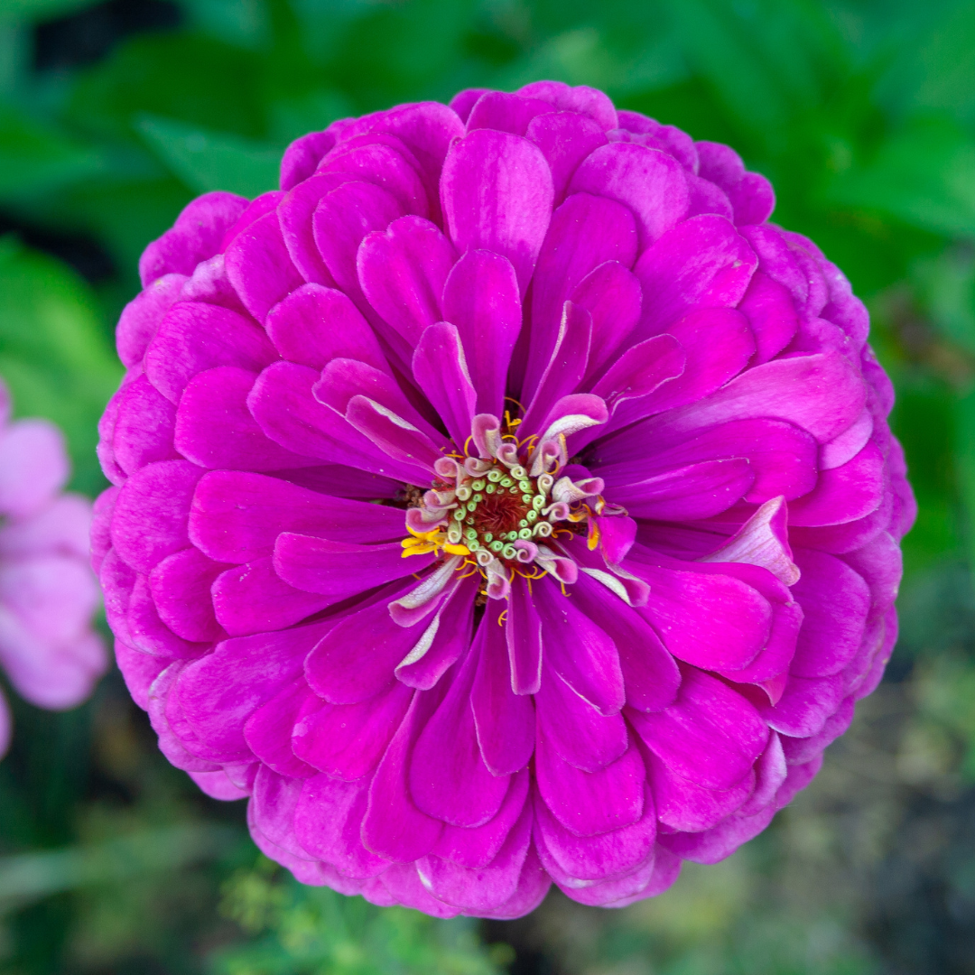 Zinnia - Super Yoga Lavender