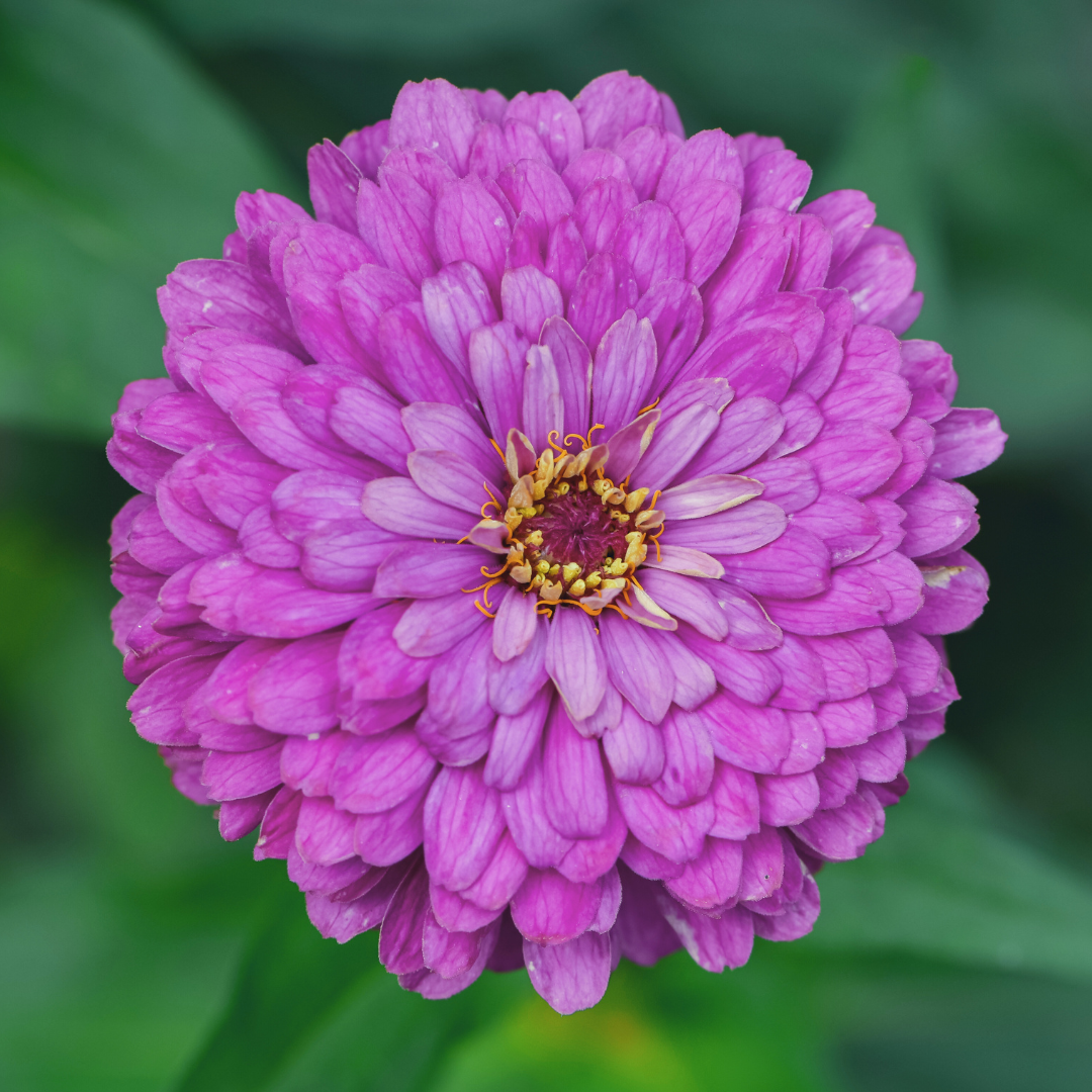 Zinnia - Super Yoga Lavender