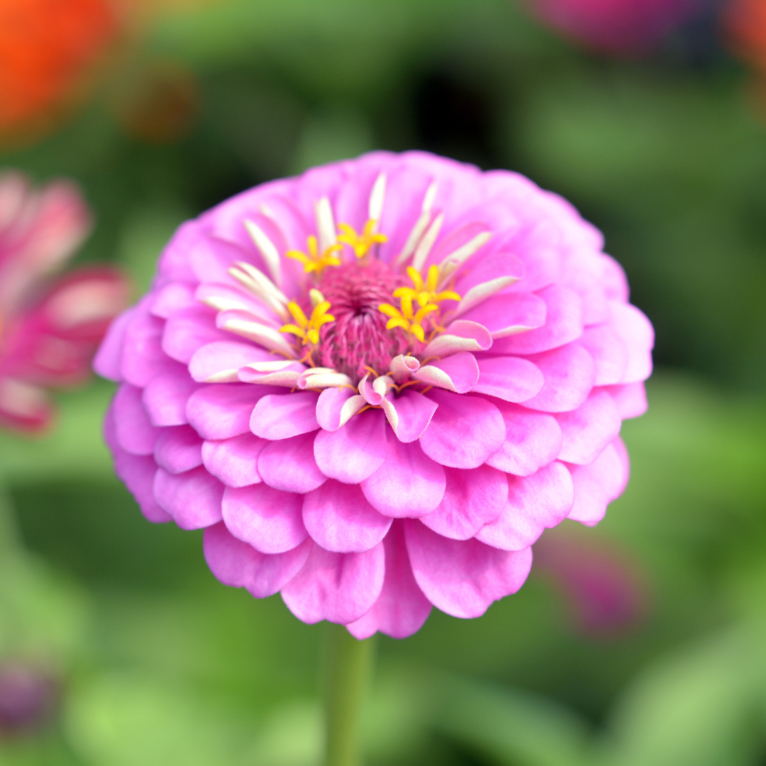 Zinnia - Super Yoga Lavender - 3
