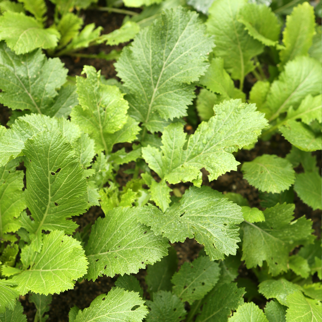 Salladssenap - Florina Broadleaf