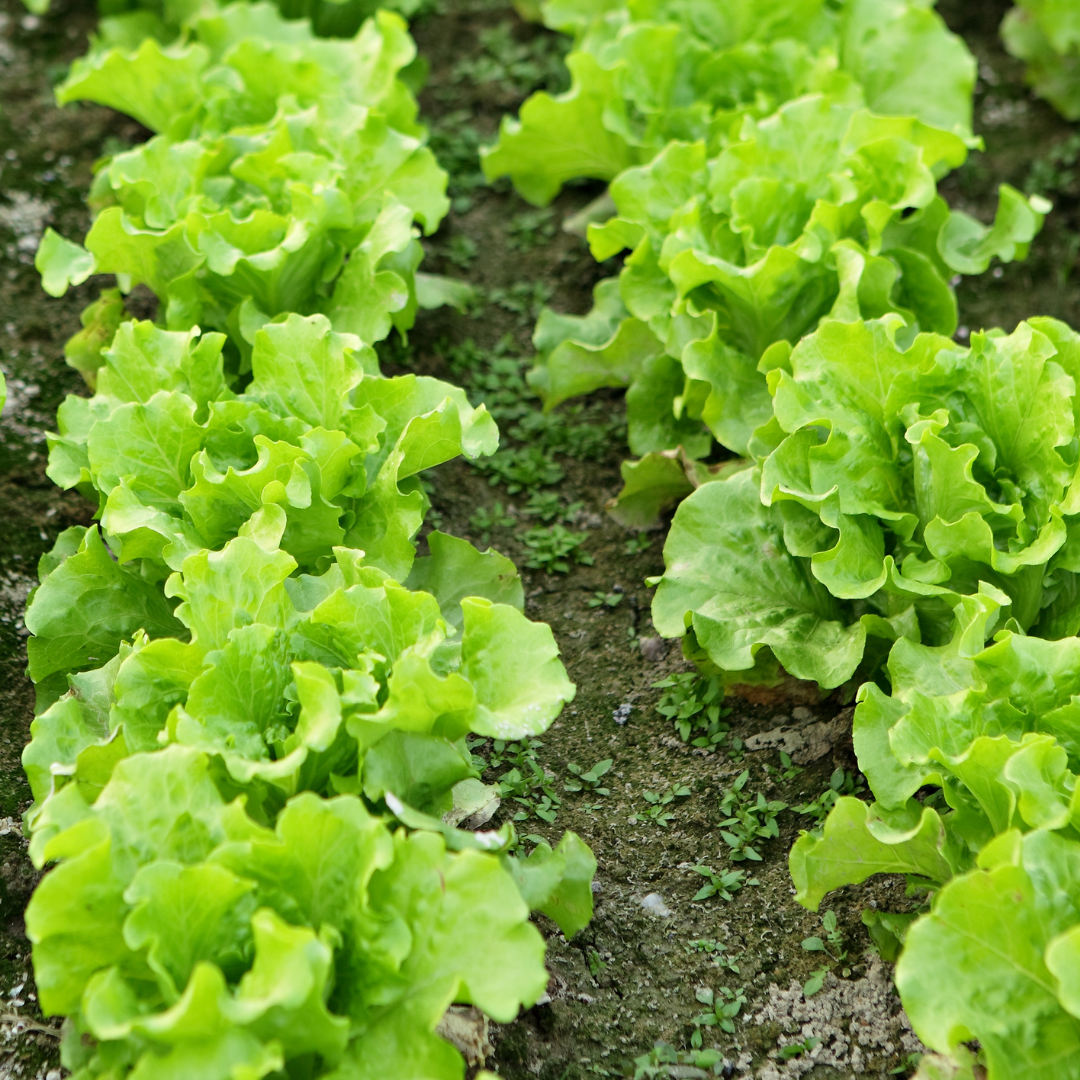 Plocksallat - White Bowl