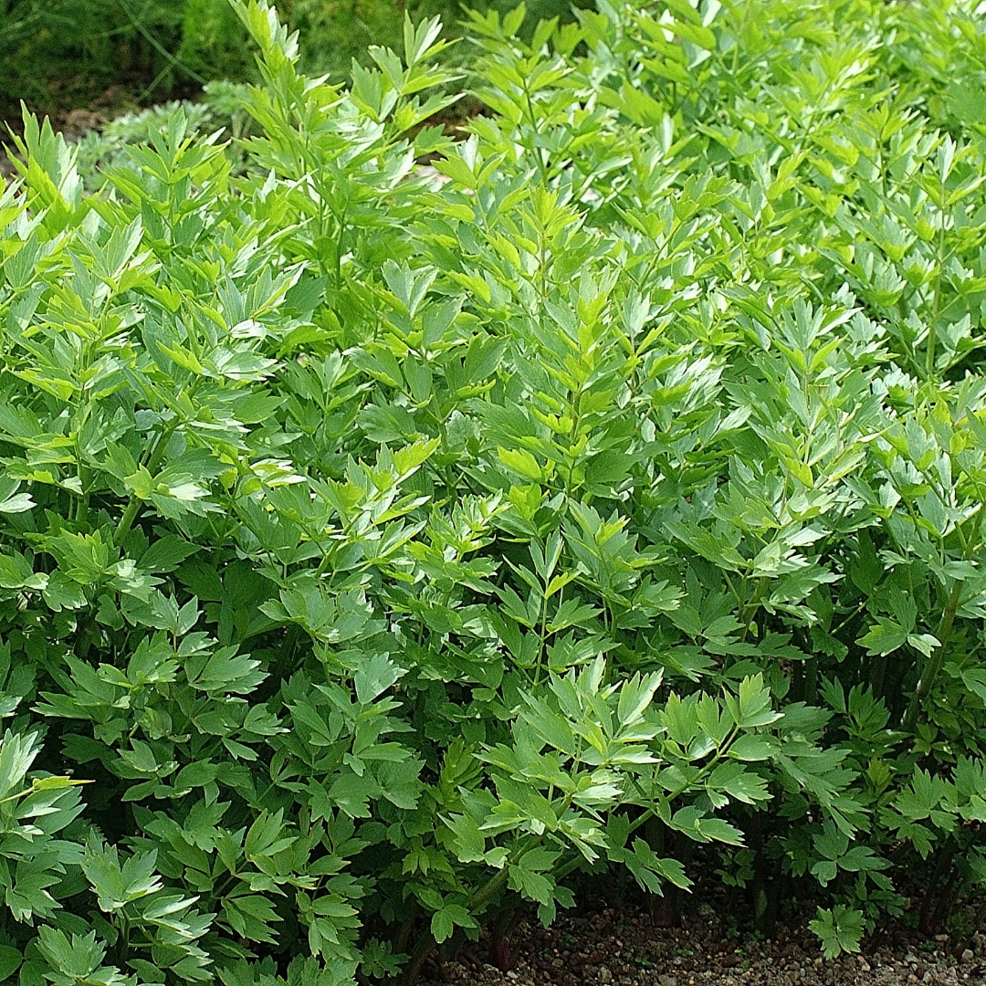 Libbsticka - Klassisk Ört - Kultursort