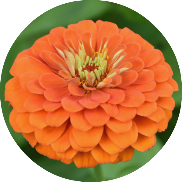 Zinnia - Orange King