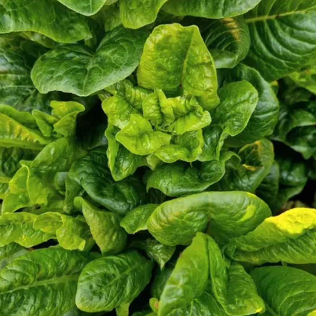 Minisallat - Little Gem - Kultursort