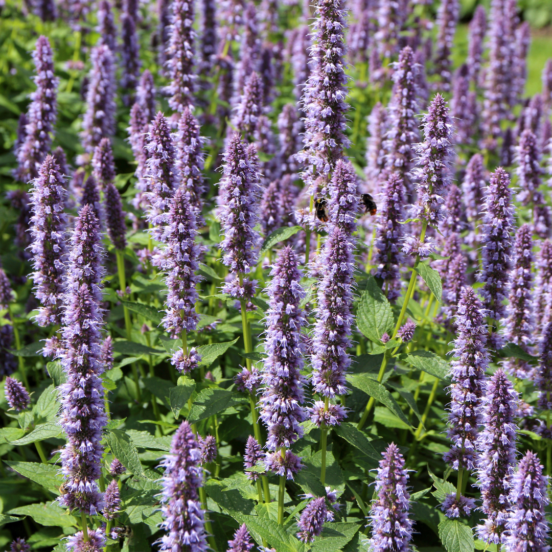 Mexikansk Kolibrimynta