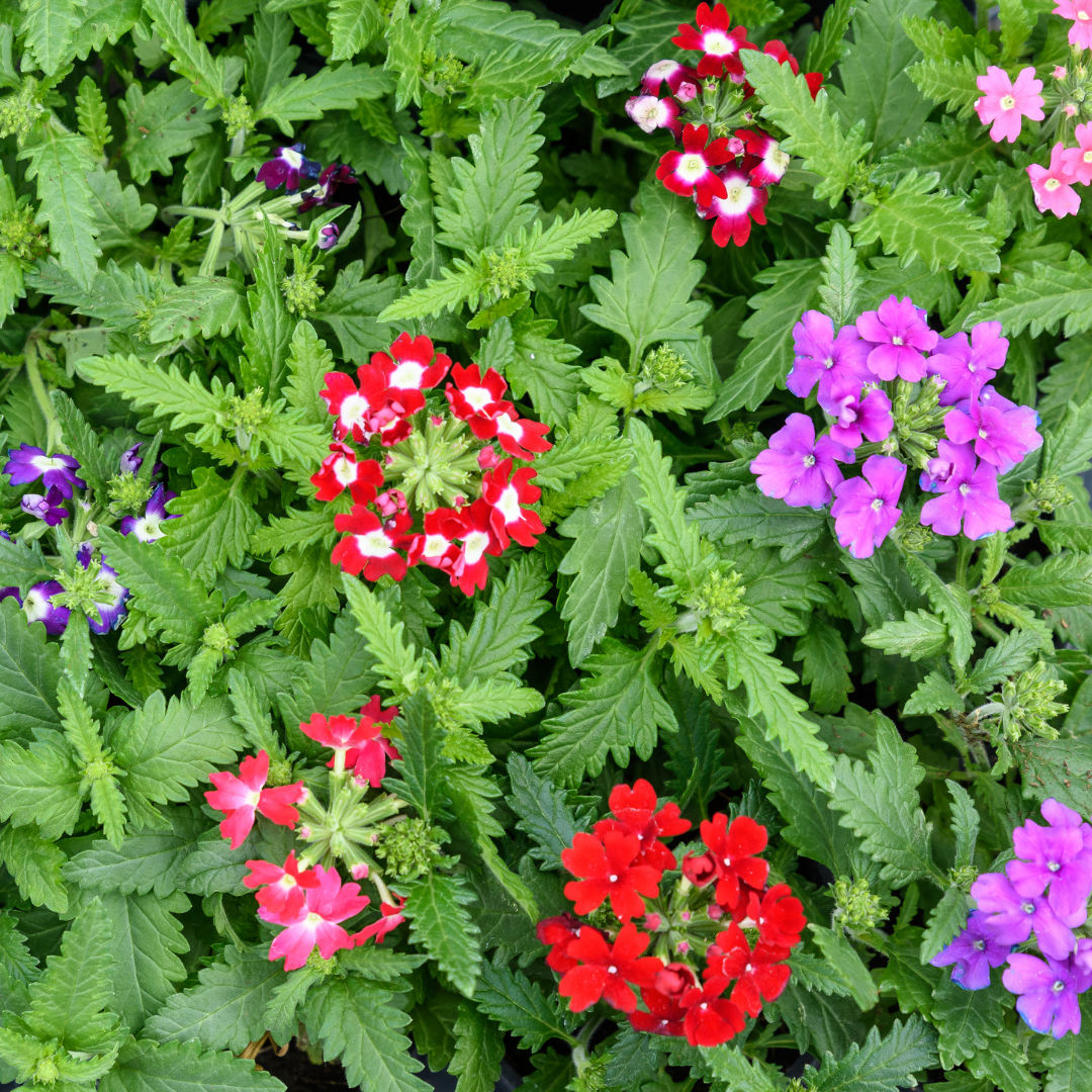 Trädgårdsverbena - Compacta Mix