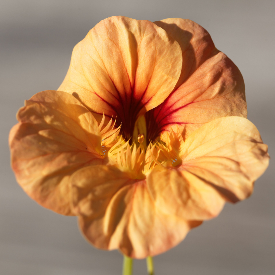 Buskkrasse - Vesuvius - Kultursort