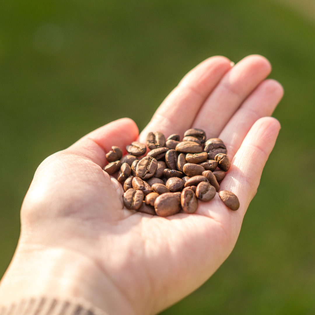 Kaffeböna - Arabiskt Kaffe