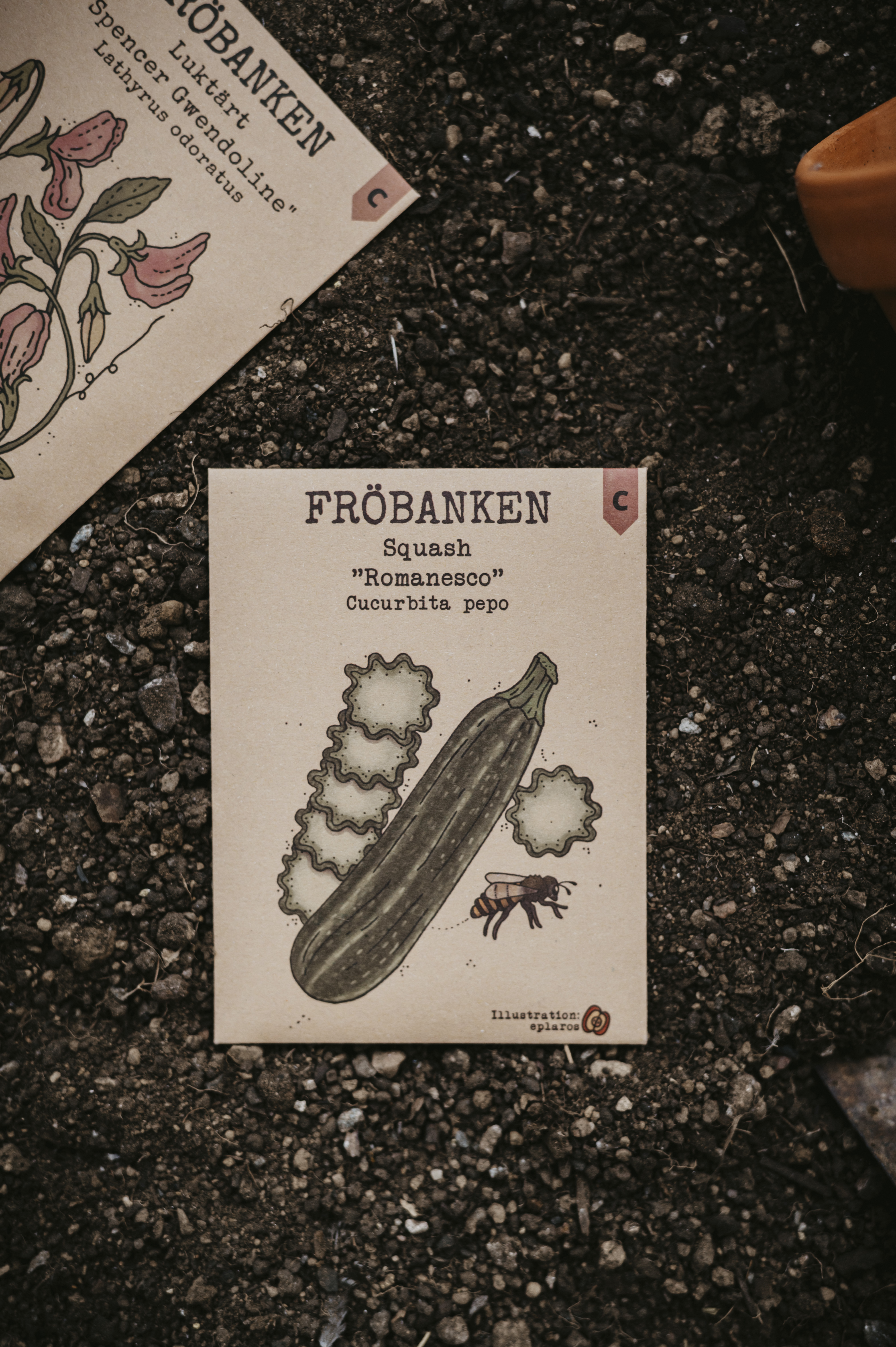 Squash - Romanesco