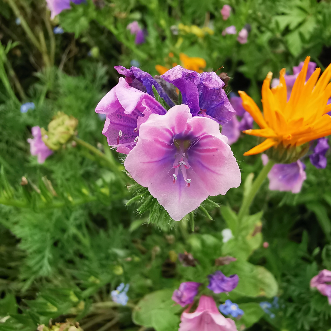 Blomstermix - Nyttoinsekter - 3