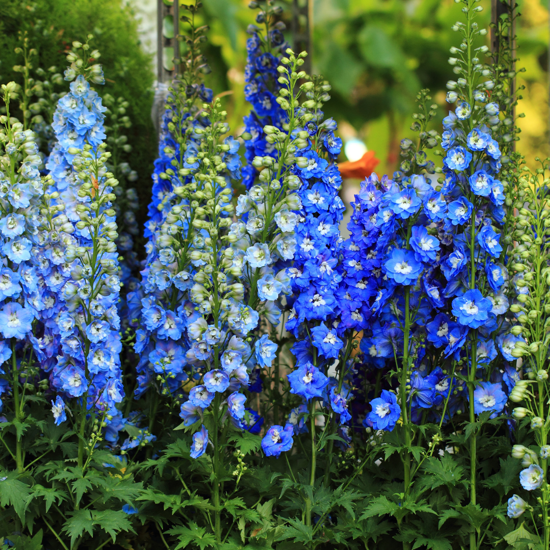 Riddarsporre - Blue Bell