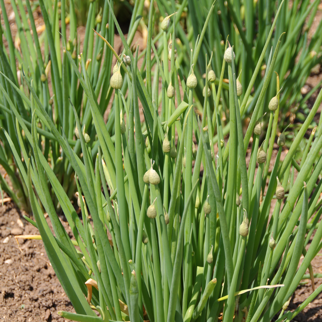 Piplök - Welsh Onion