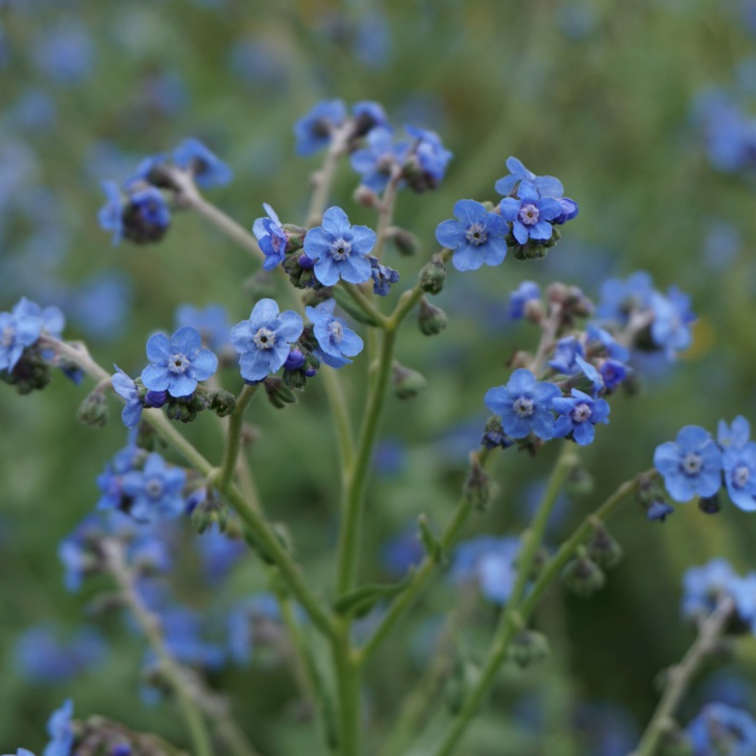 Kinesisk Förgätmigej - Firmament