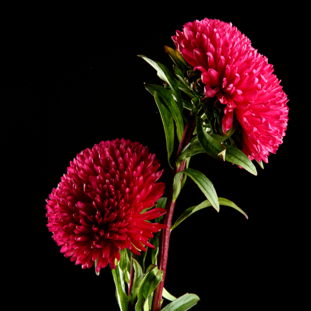 Pionaster - Roma Red