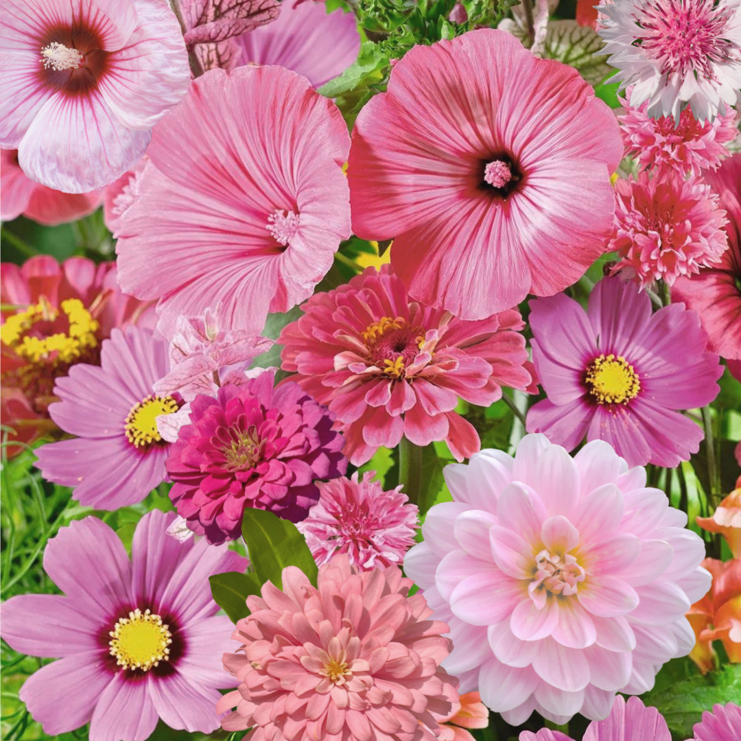 Blomstermix - Pink Shades