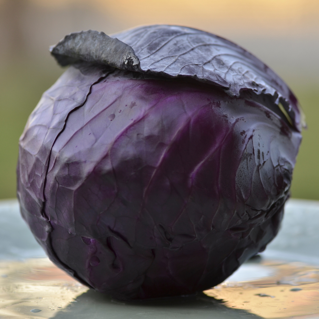 Rödkål - Tête Noire 3