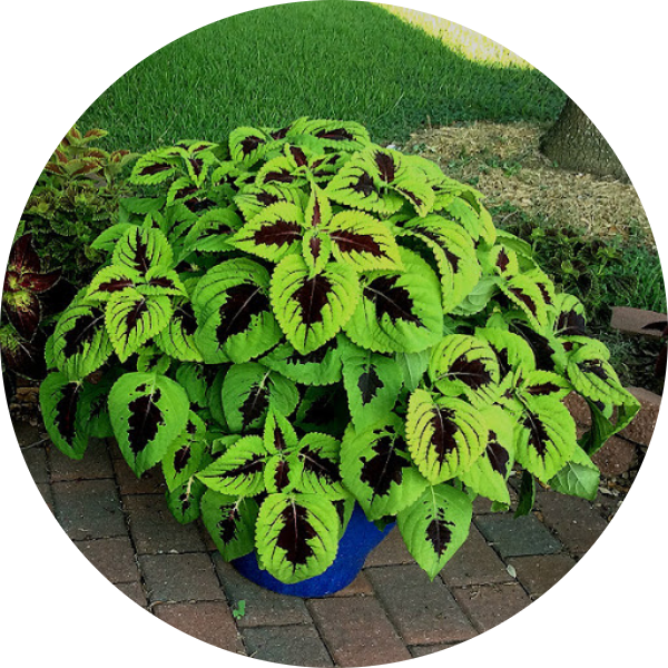 PALETTBLAD kong lime sprite COLEUS BLUMEI - Fröbanken